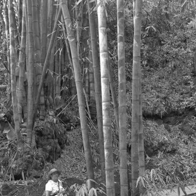 bambous-bernadette-demoulin-OI-DENAIN.jpg