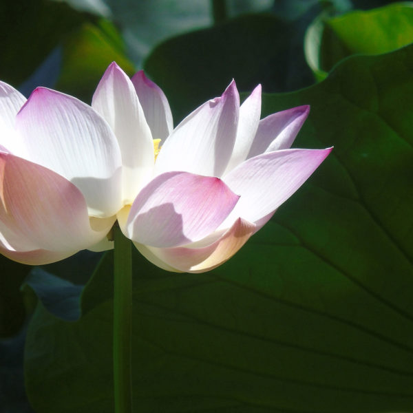 Fleur-de-lotus-Bernadette-D.jpg